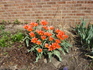 Tulips for Blog.JPG